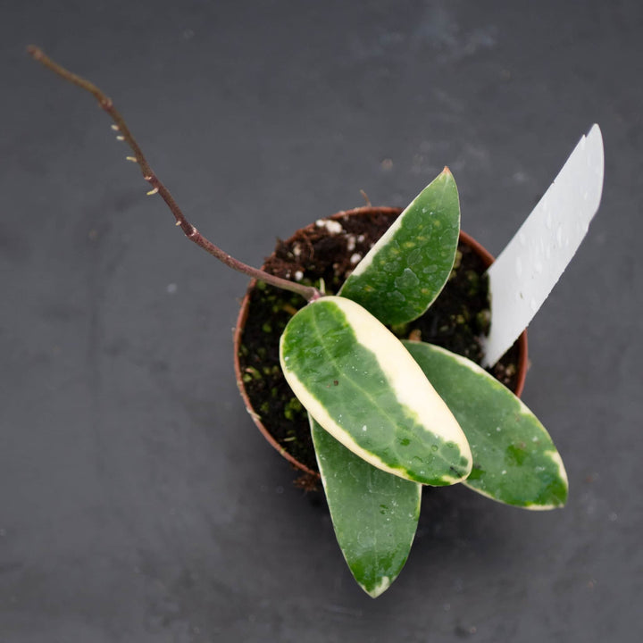 Gabriella Plants Hoya 3" Hoya verticillata 'Albomarginata'