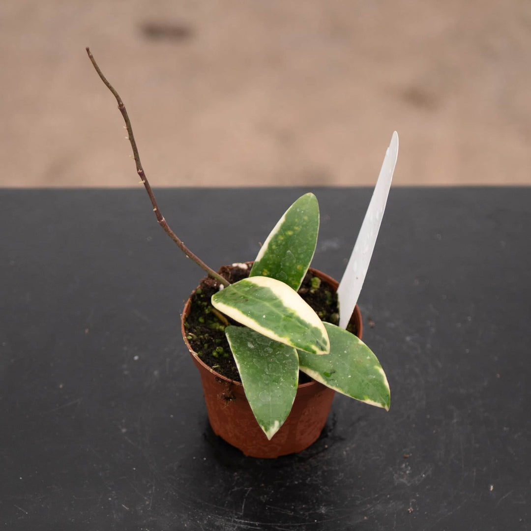 Gabriella Plants Hoya 3" Hoya verticillata 'Albomarginata'