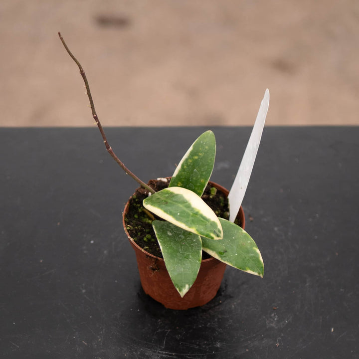 Gabriella Plants Hoya 3" Hoya verticillata 'Albomarginata'