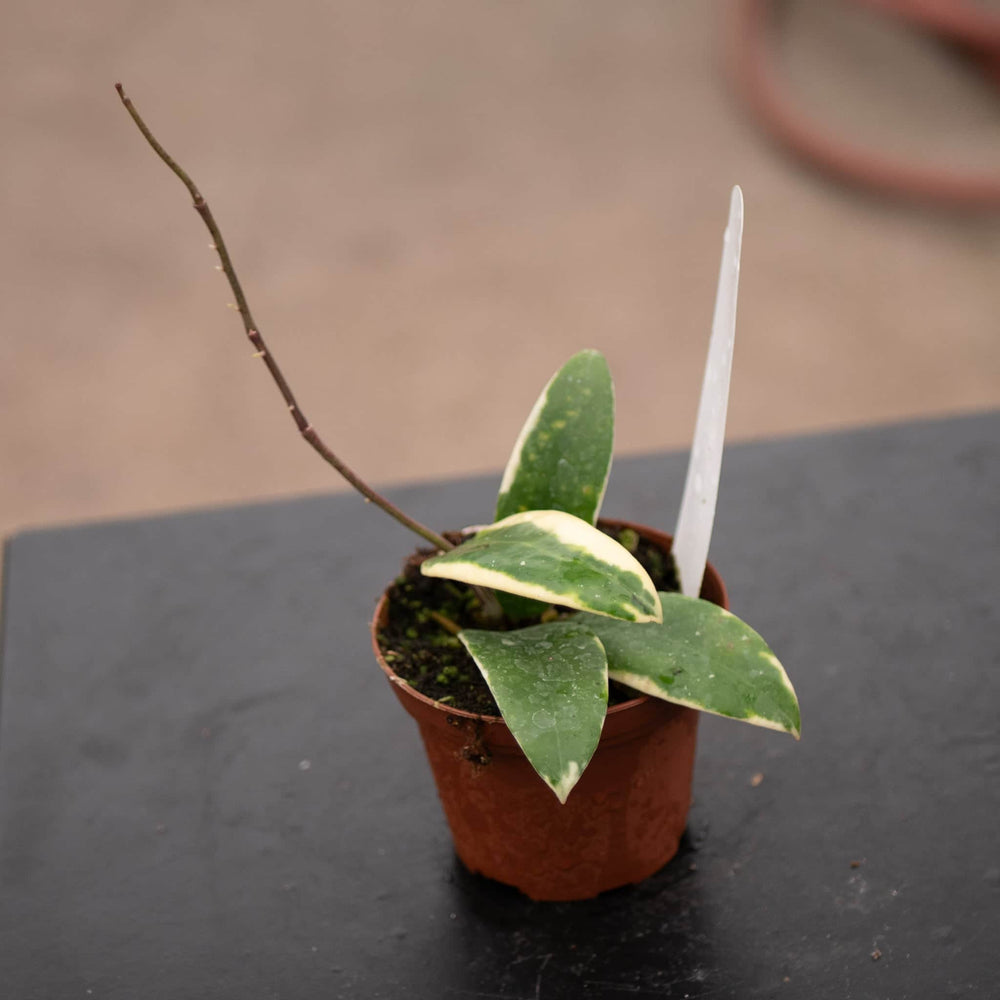 Gabriella Plants Hoya 3" Hoya verticillata 'Albomarginata'