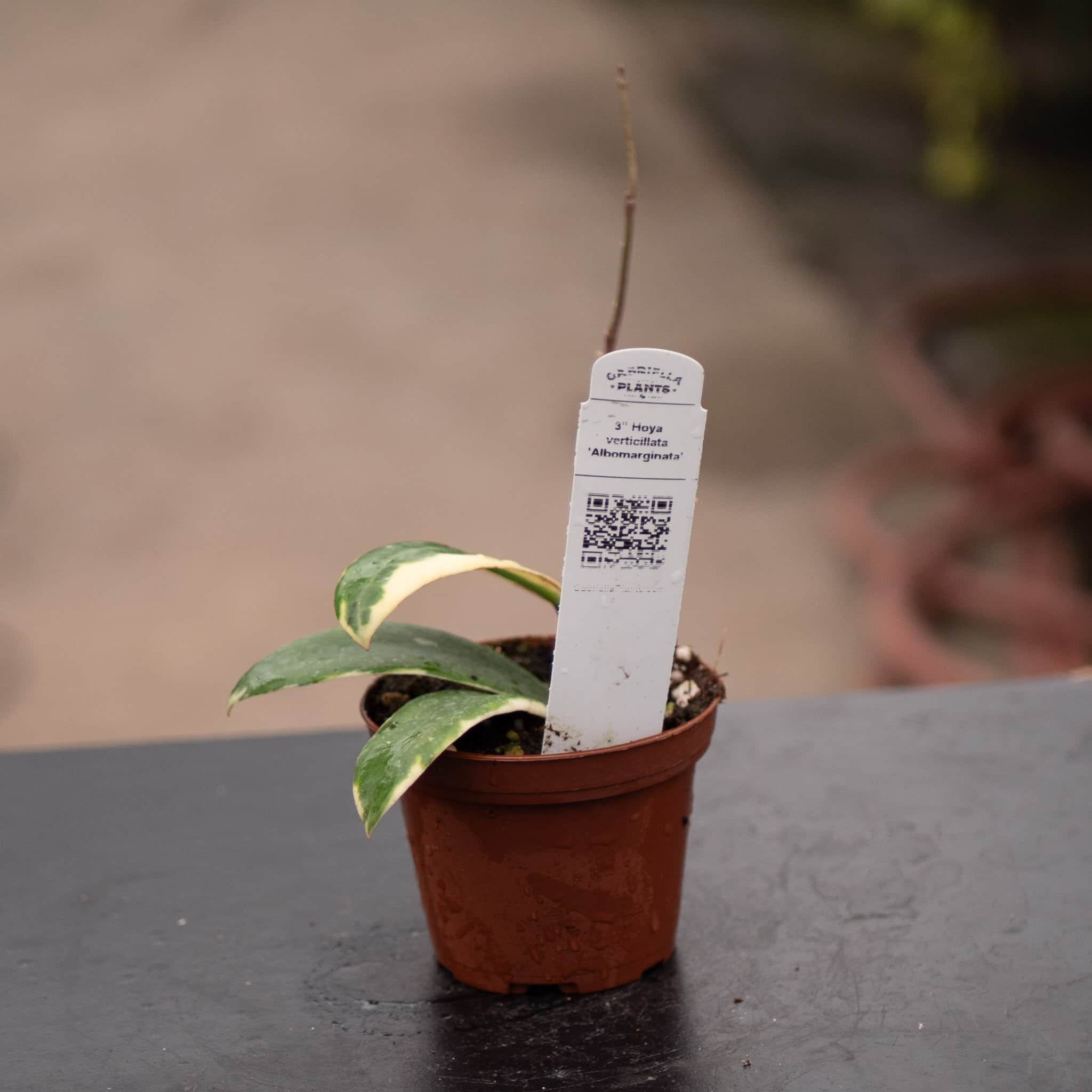 Hoya verticilata 'Albomarginata' - Gabriella Plants