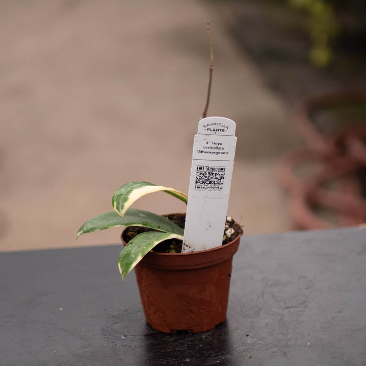 Gabriella Plants Hoya 3" Hoya verticillata 'Albomarginata'