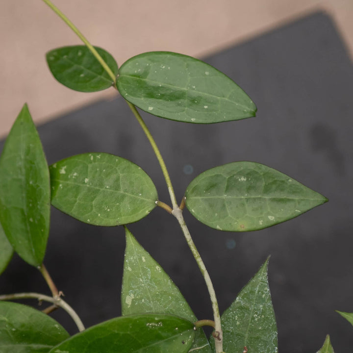 Gabriella Plants Hoya 4" Hoya verticillata 'Black Margin'
