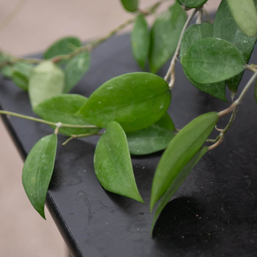 Gabriella Plants Hoya 4" Hoya verticillata 'Black Margin'