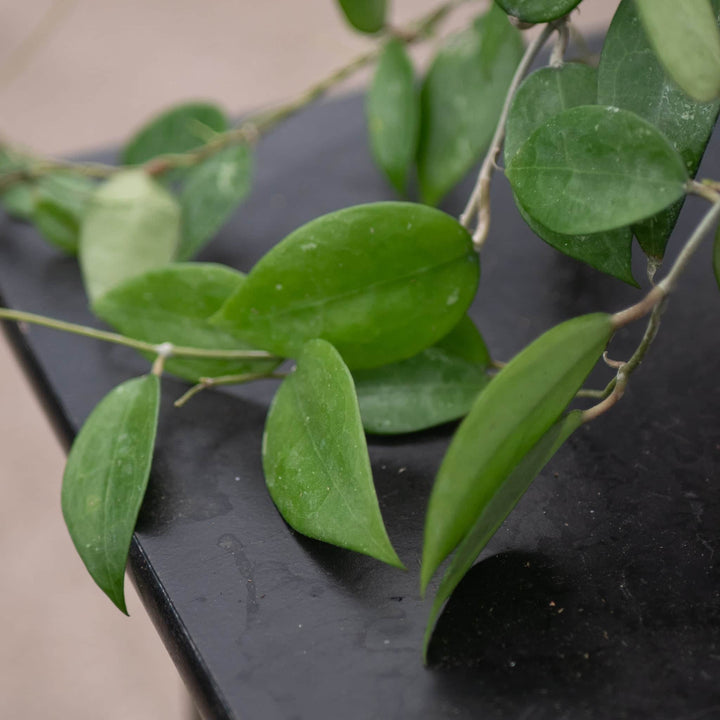 Gabriella Plants Hoya 4" Hoya verticillata 'Black Margin'