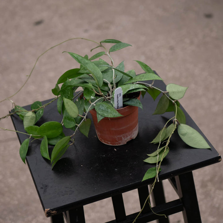 Gabriella Plants Hoya 4" Hoya verticillata 'Black Margin'