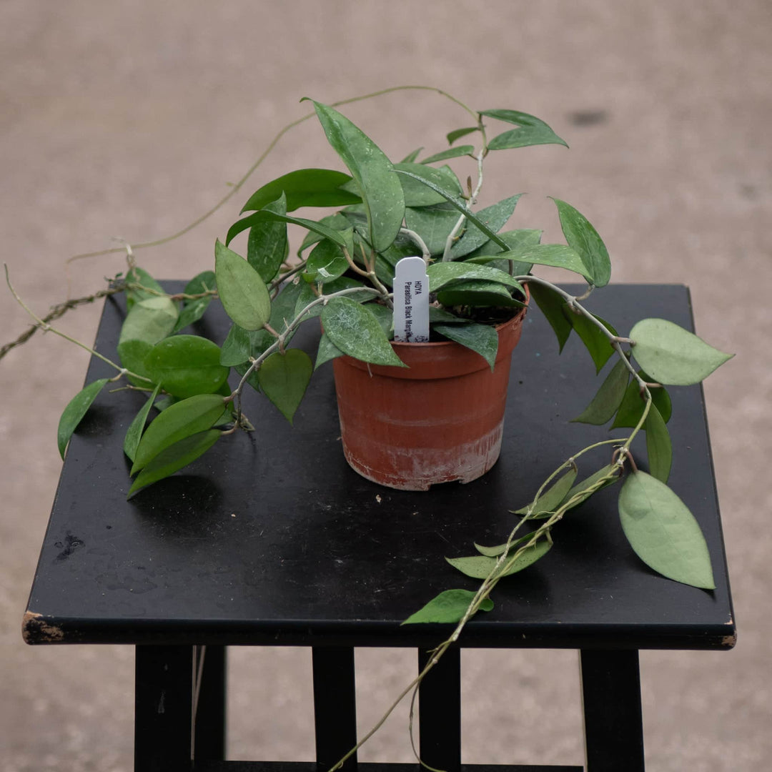 Gabriella Plants Hoya 4" Hoya verticillata 'Black Margin'