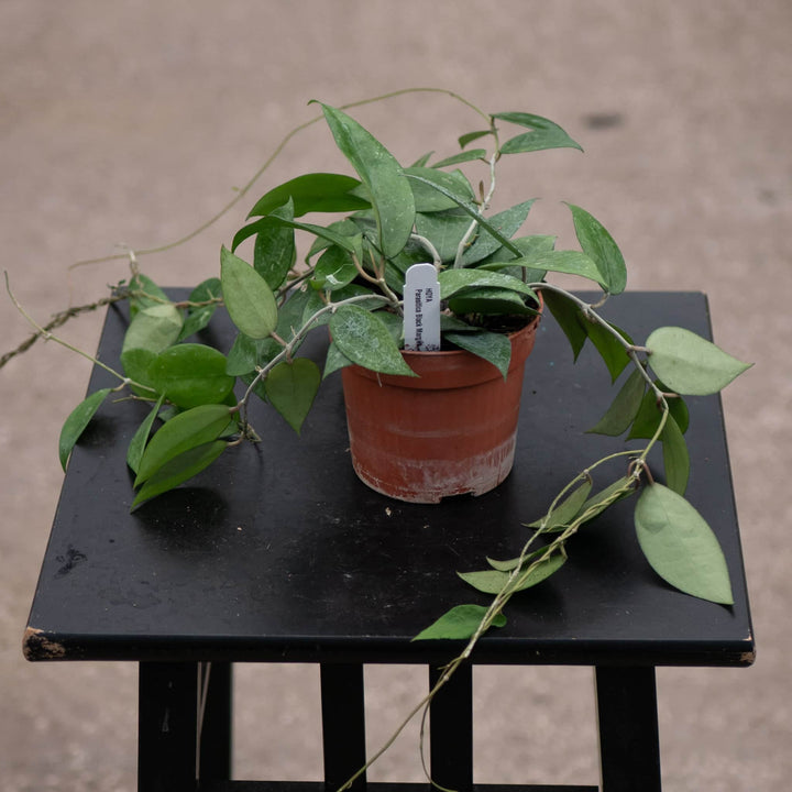 Gabriella Plants Hoya 4" Hoya verticillata 'Black Margin'