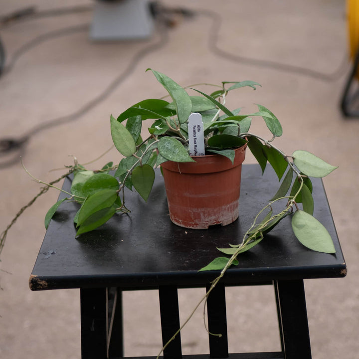 Gabriella Plants Hoya 4" Hoya verticillata 'Black Margin'