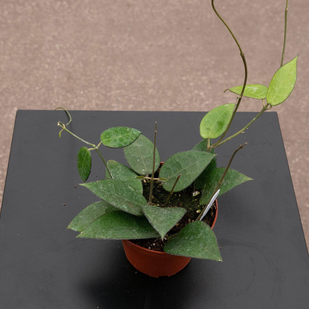 Gabriella Plants Hoya 4" Hoya verticillata 'Black Margin'