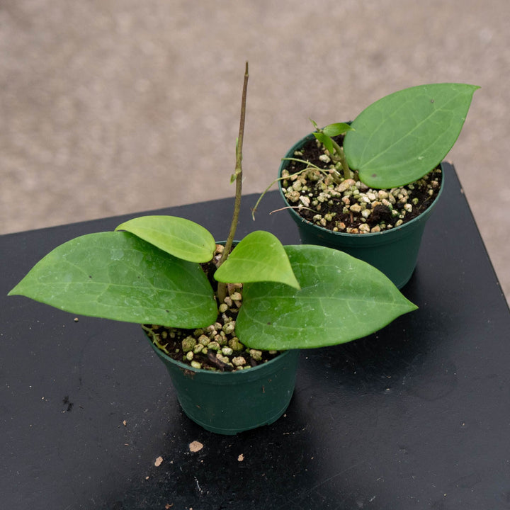 Gabriella Plants Hoya 3" Hoya verticillata ‘Chiang Mai’