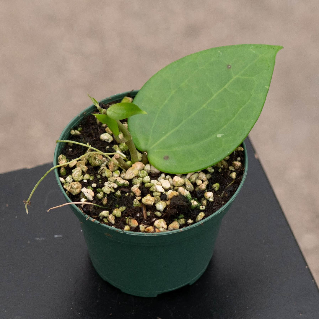 Gabriella Plants Hoya 3" Hoya verticillata ‘Chiang Mai’