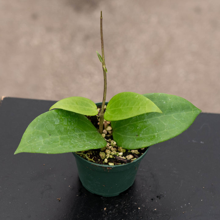 Gabriella Plants Hoya 3" Hoya verticillata ‘Chiang Mai’