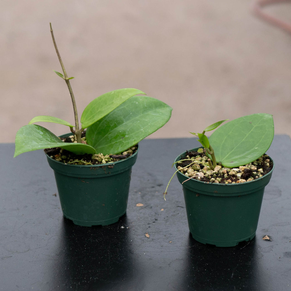 Gabriella Plants Hoya 3" Hoya verticillata ‘Chiang Mai’