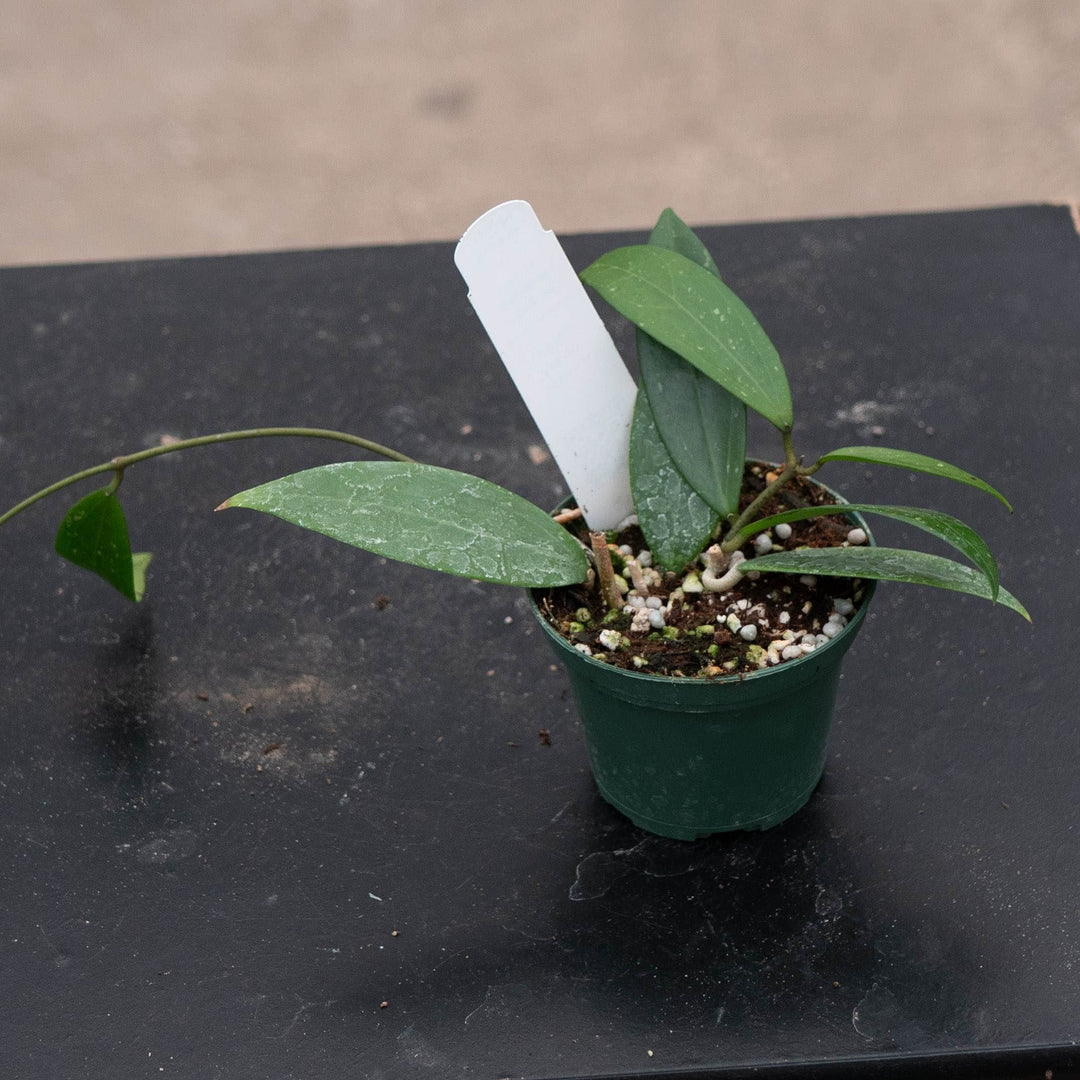 Gabriella Plants Hoya Hoya verticillata &