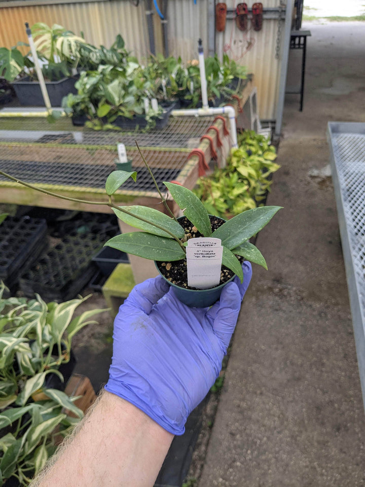 Gabriella Plants Hoya 3" Hoya verticillata 'sp. Bogor'