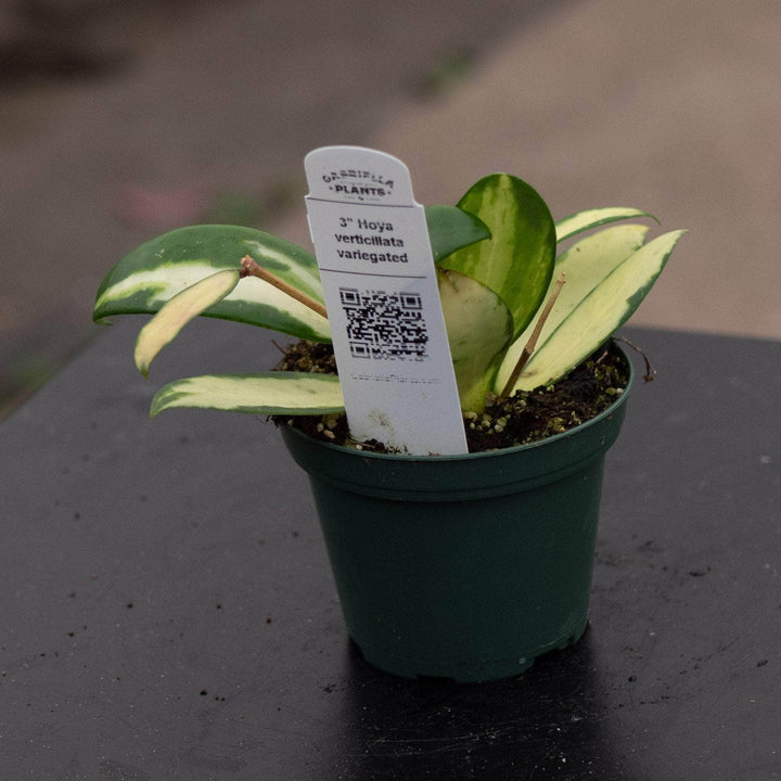 Gabriella Plants Hoya Hoya verticillata variegated