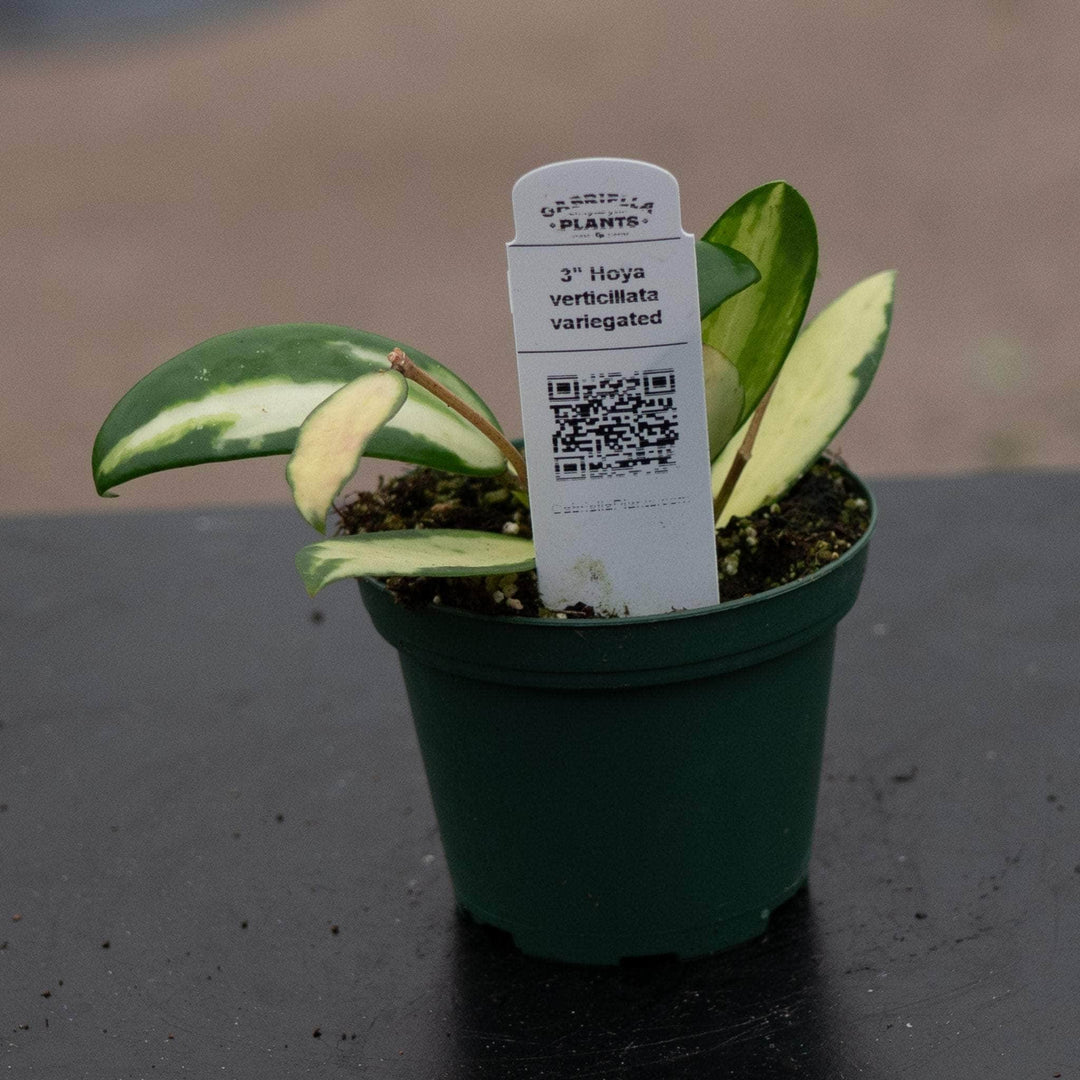 Gabriella Plants Hoya 3" Hoya verticillata variegated