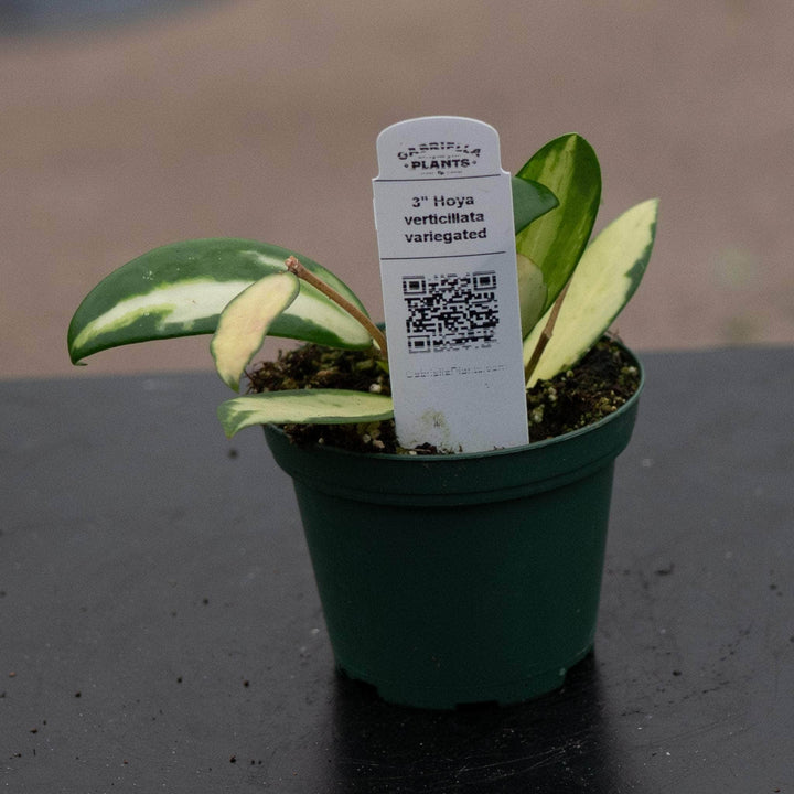 Gabriella Plants Hoya 3" Hoya verticillata variegated