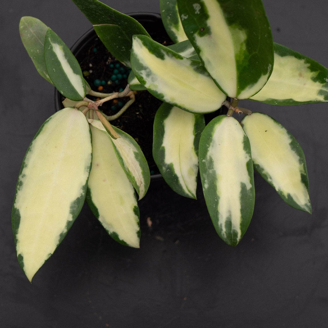 Gabriella Plants Hoya 4" Hoya verticillata variegated