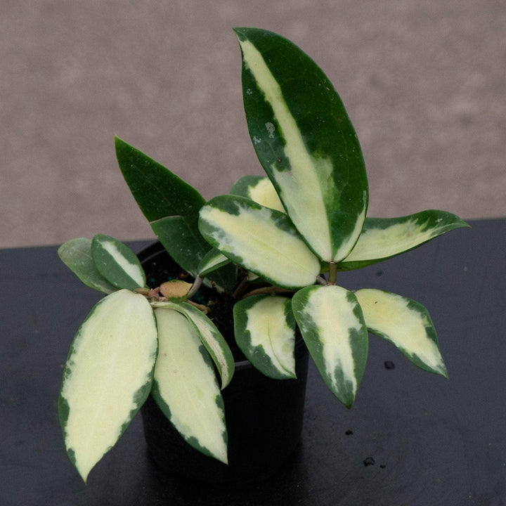 Gabriella Plants Hoya 4" Hoya verticillata variegated
