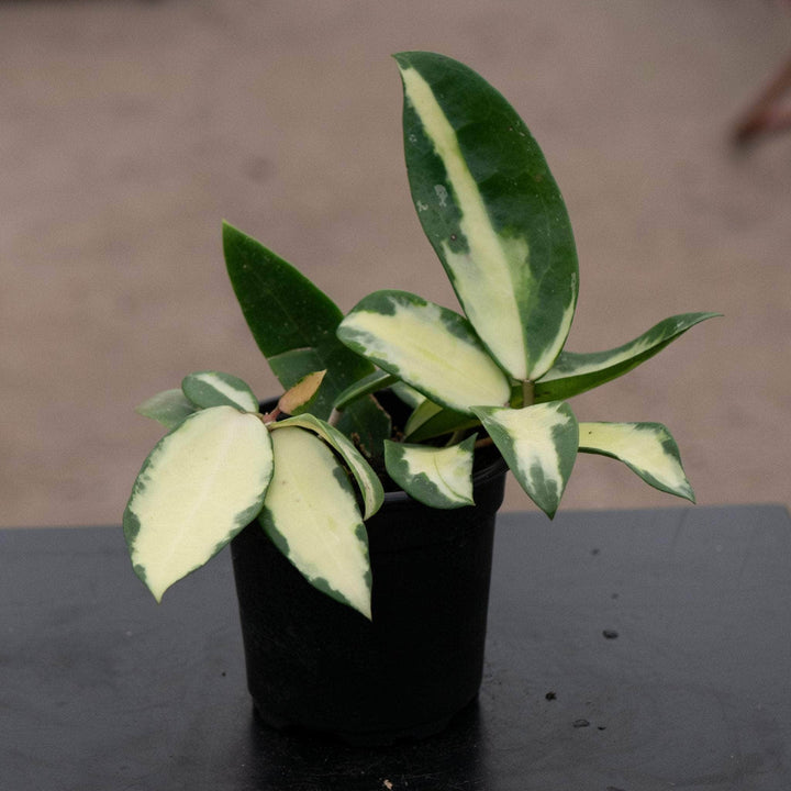 Gabriella Plants Hoya 4" Hoya verticillata variegated