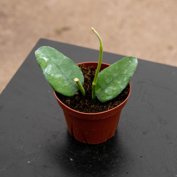 Gabriella Plants Hoya 4" Hoya villosa