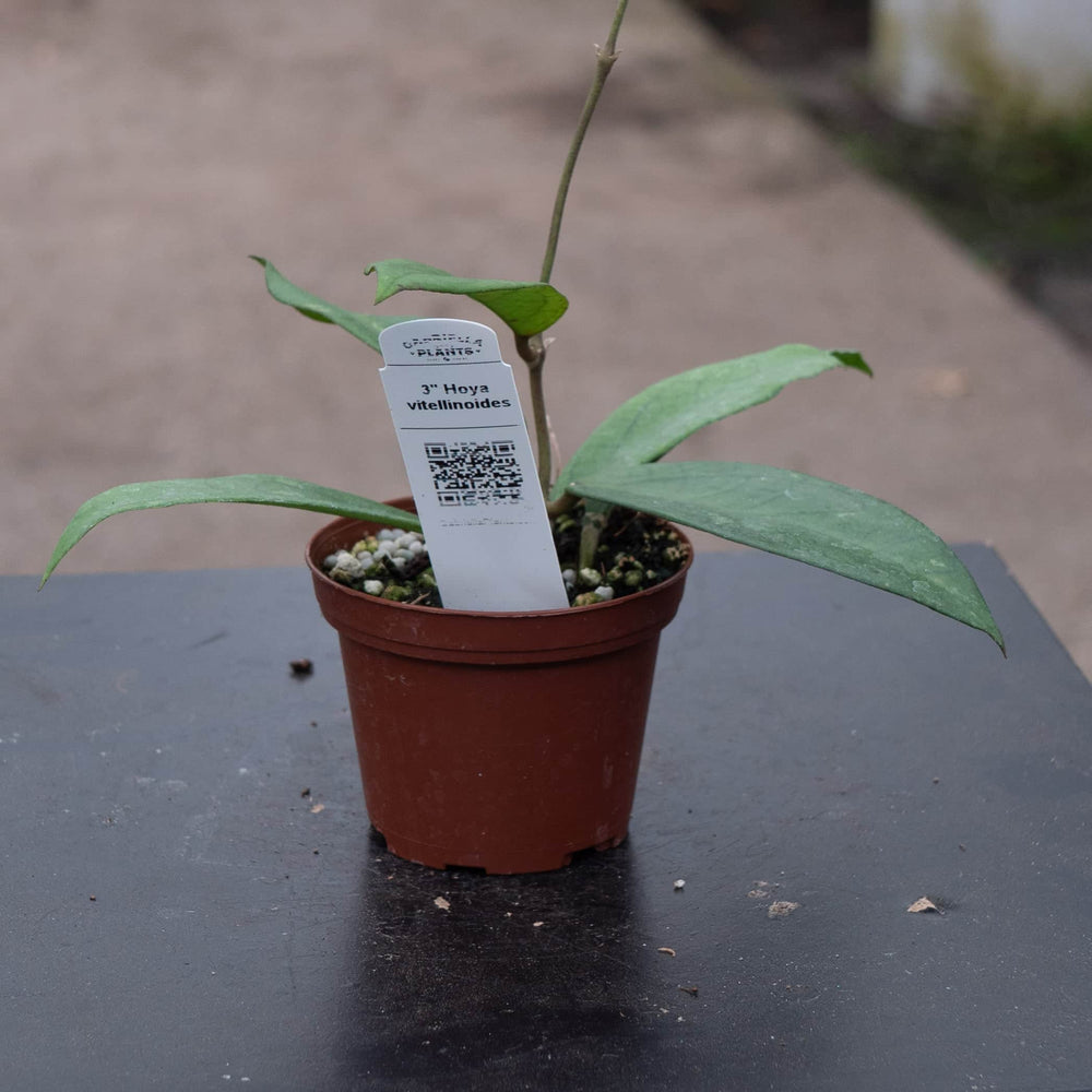Gabriella Plants Hoya Hoya vitellinoides