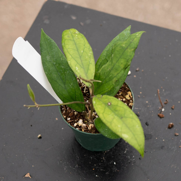 Gabriella Plants Hoya Hoya vitellinoides