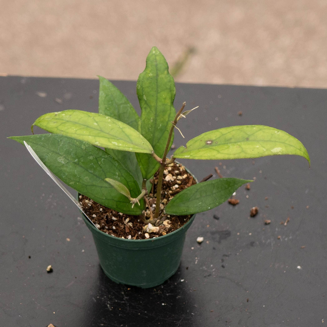 Gabriella Plants Hoya Hoya vitellinoides