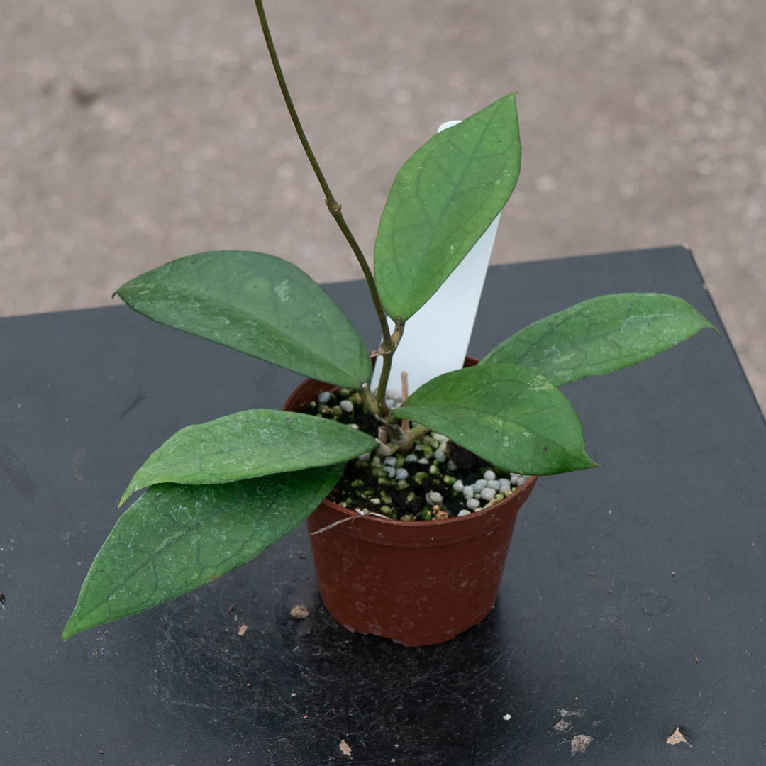 Gabriella Plants Hoya 3" Hoya vitellinoides