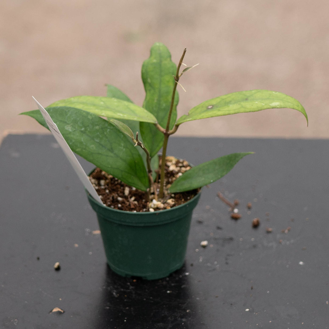 Gabriella Plants Hoya 3" Hoya vitellinoides