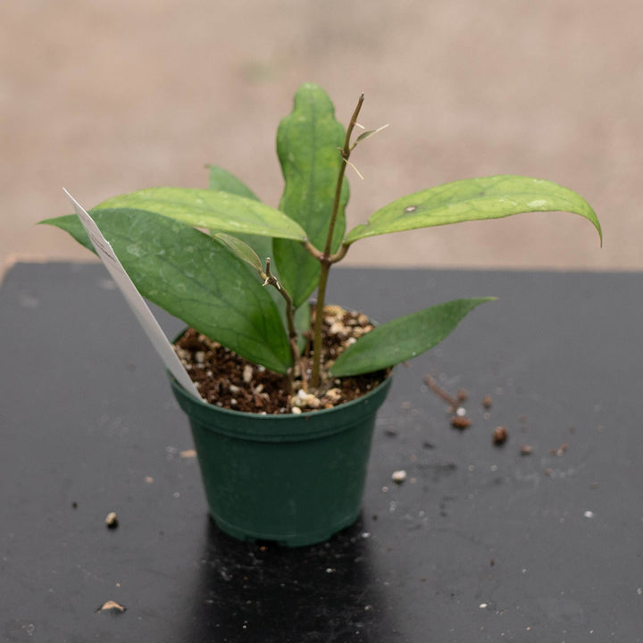 Gabriella Plants Hoya 3" Hoya vitellinoides