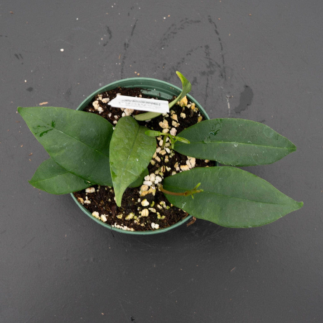 Gabriella Plants Hoya 3" Hoya wallichii