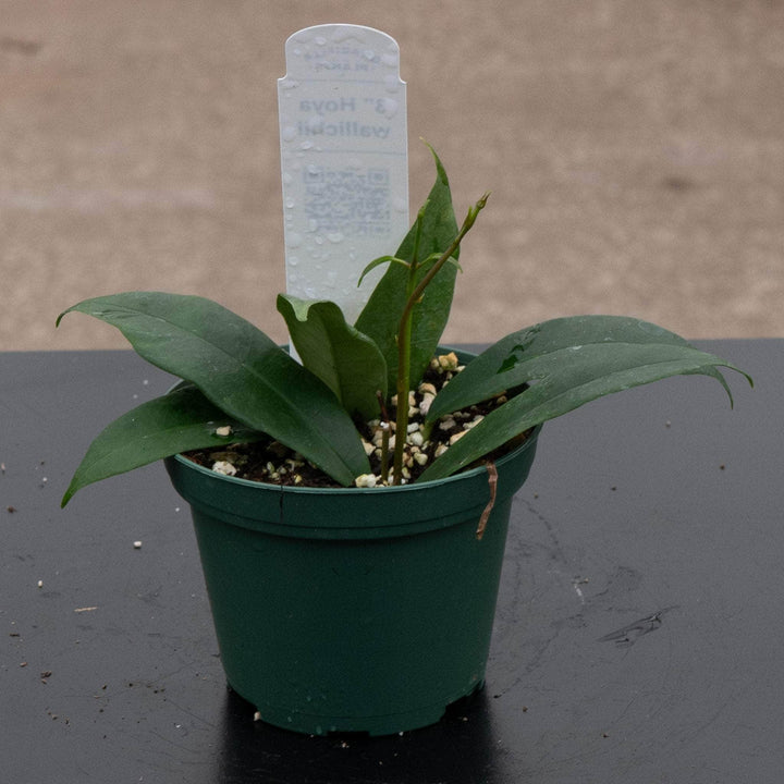 Gabriella Plants Hoya 3" Hoya wallichii