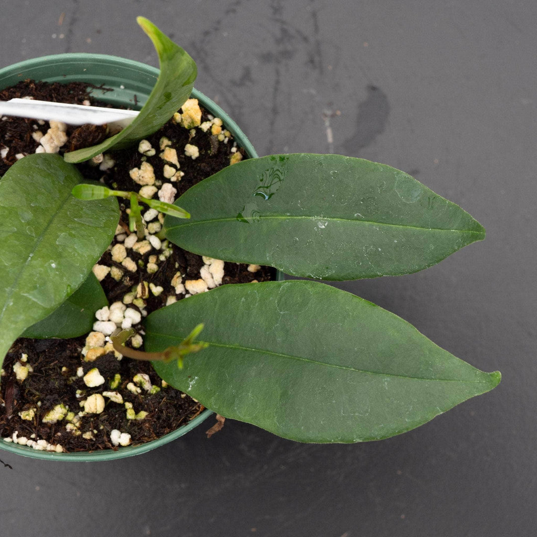 Gabriella Plants Hoya 3" Hoya wallichii