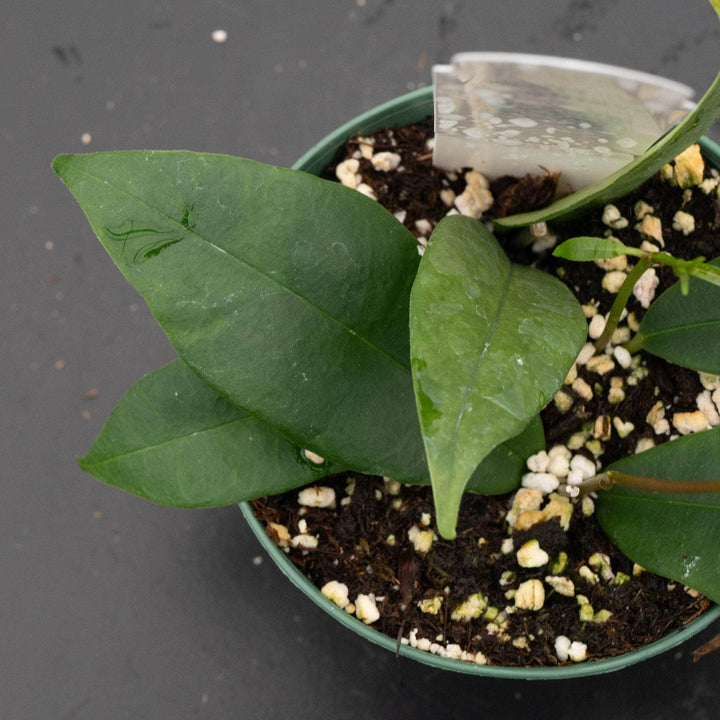 Gabriella Plants Hoya 3" Hoya wallichii