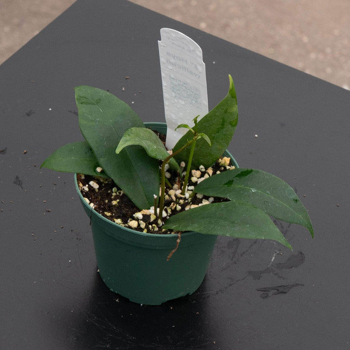 Gabriella Plants Hoya 3" Hoya wallichii