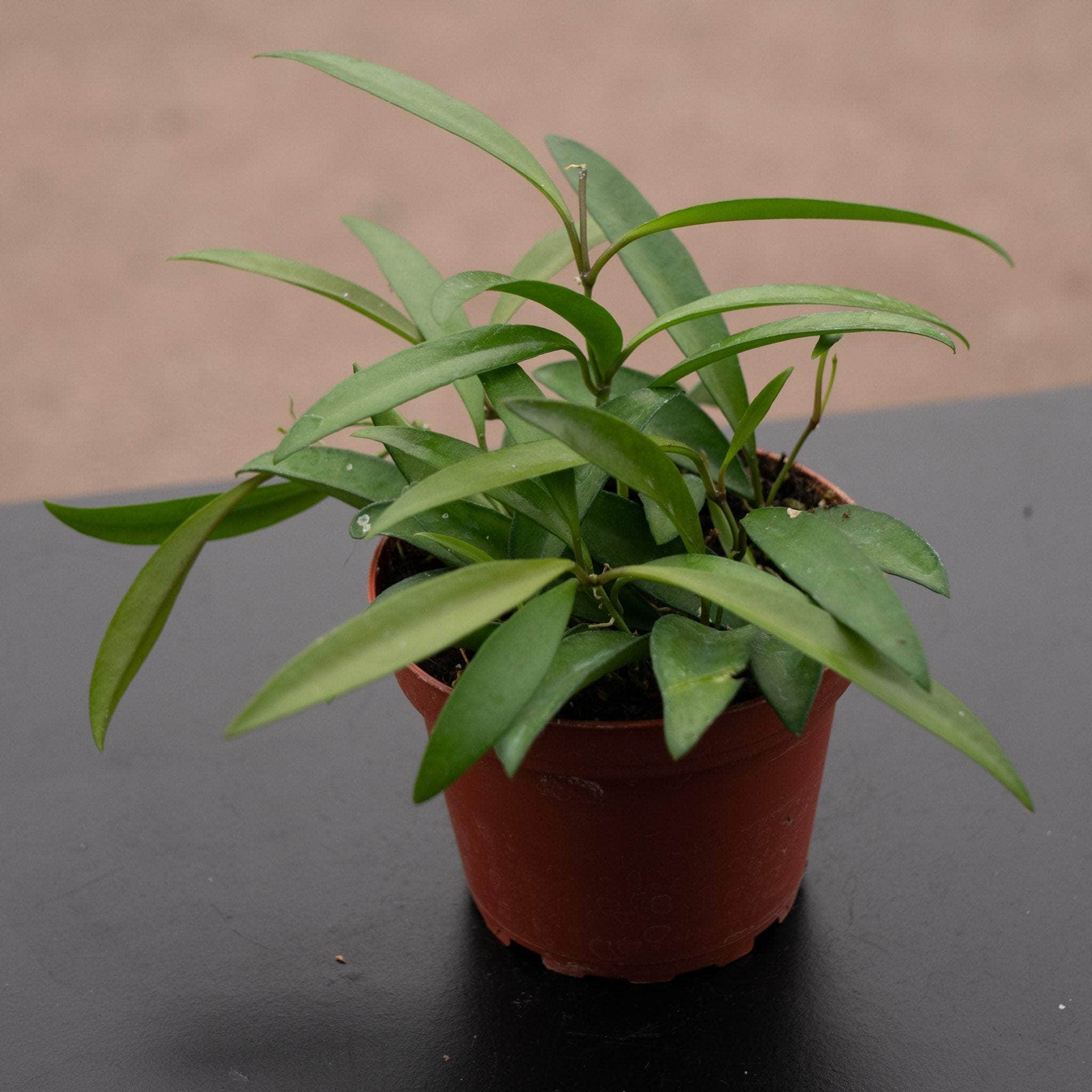 Hoya wayetii – Gabriella Plants