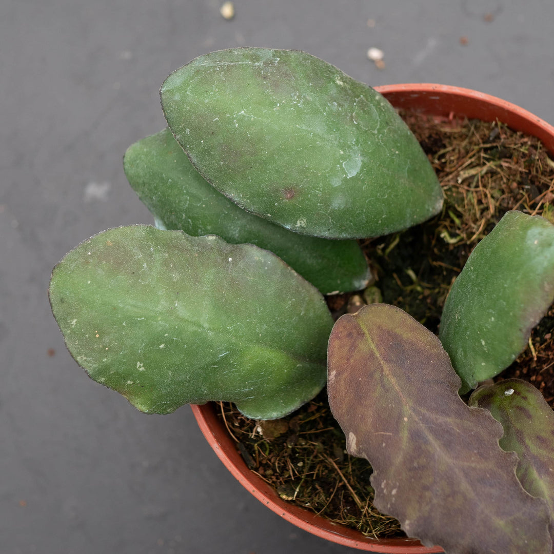 Gabriella Plants Hoya Hoya waymaniae