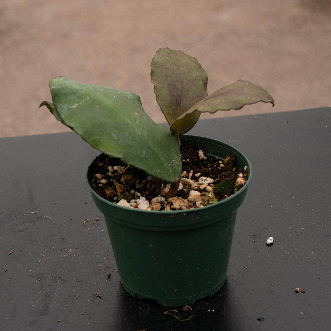 Gabriella Plants Hoya 3" Hoya waymaniae