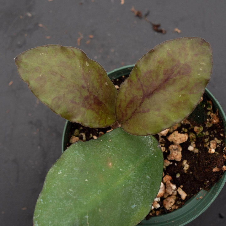 Gabriella Plants Hoya 3" Hoya waymaniae