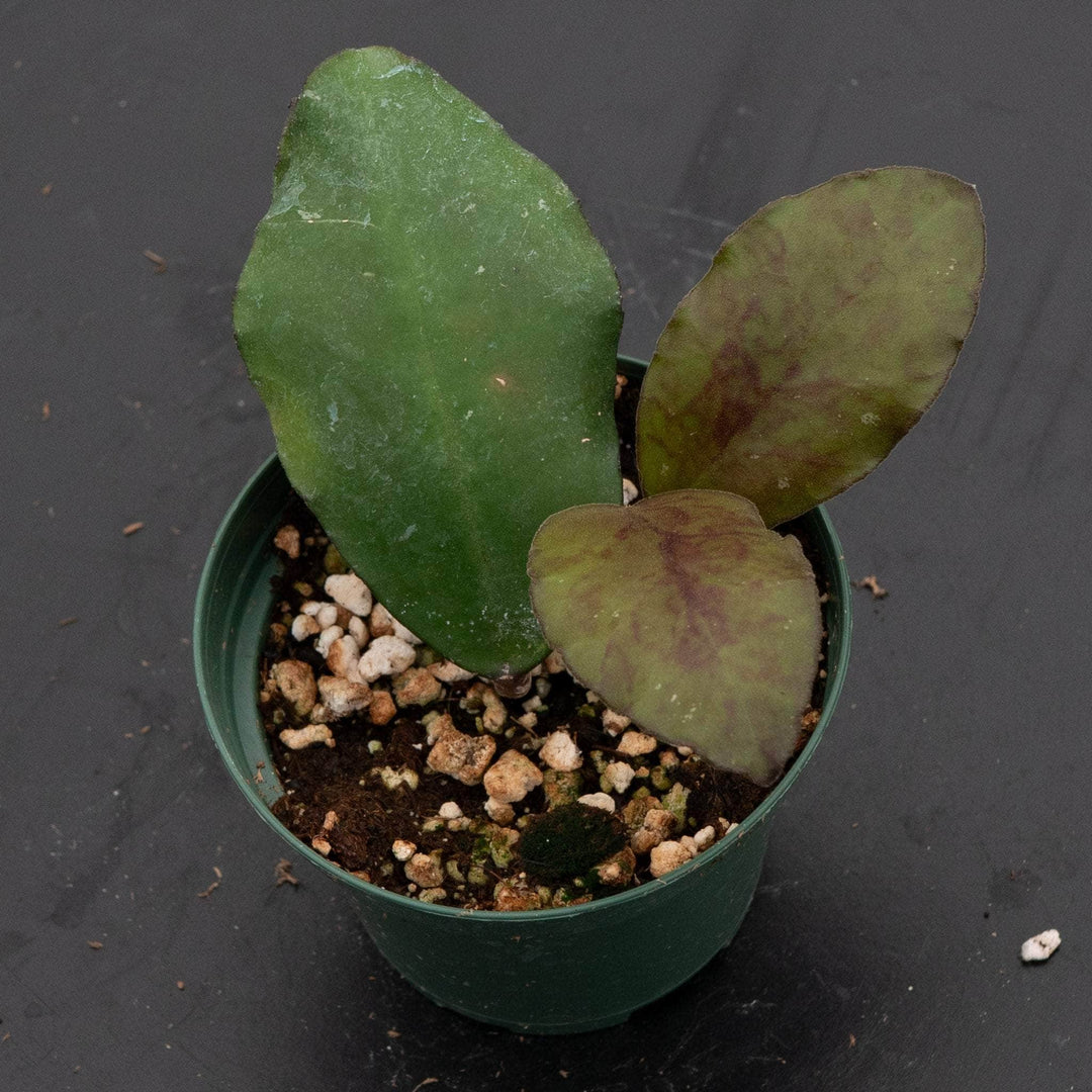 Gabriella Plants Hoya 3" Hoya waymaniae