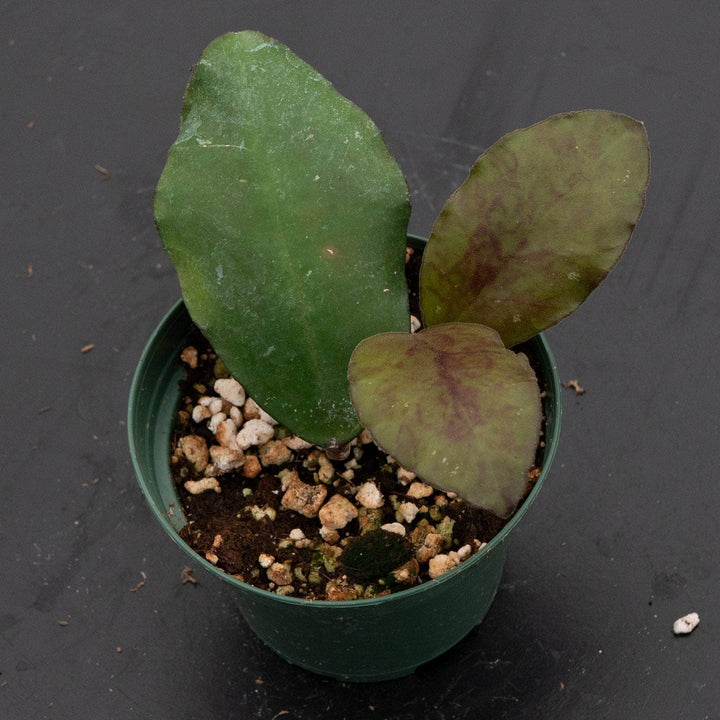 Gabriella Plants Hoya 3" Hoya waymaniae