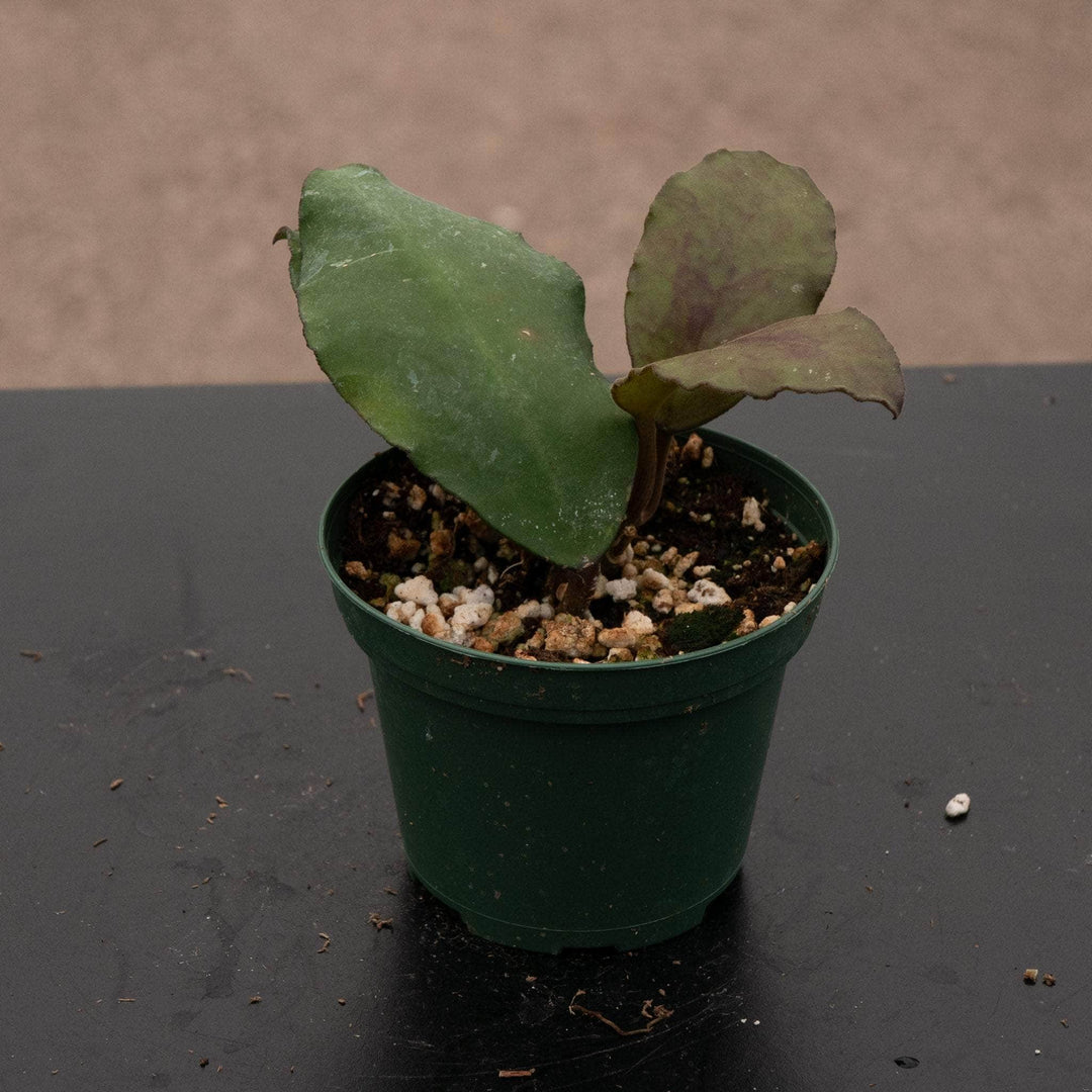 Gabriella Plants Hoya 3" Hoya waymaniae