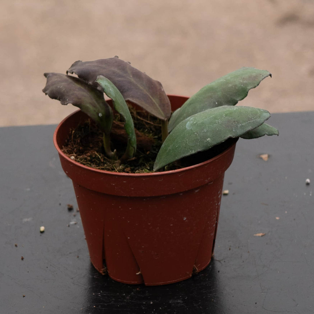 sansevieria subspicata rosea grandis Hoya waymaniae