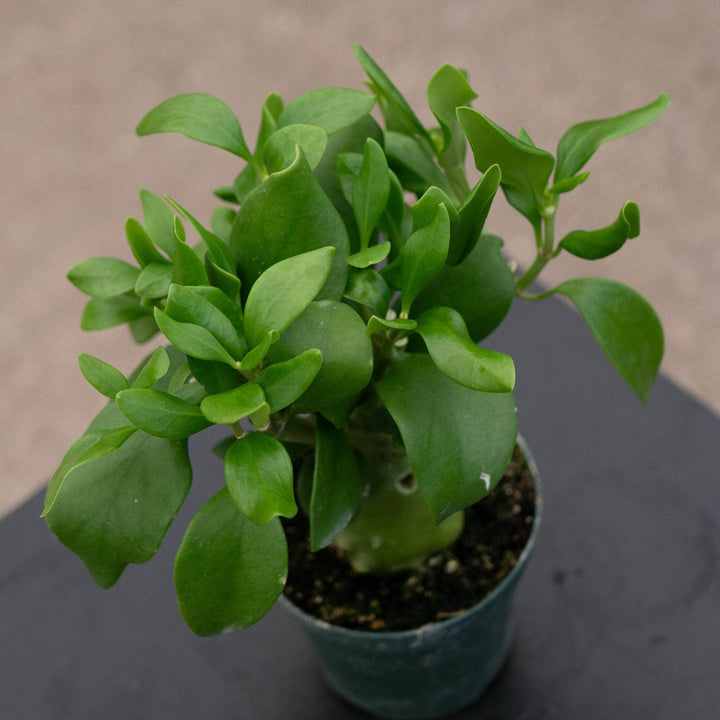 Gabriella Plants Other Hydnophytum papuanum "Ant Plant"