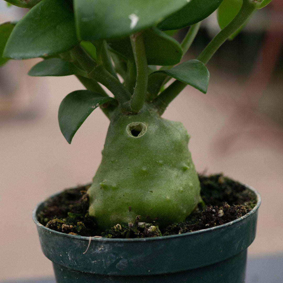 Gabriella Plants Other Hydnophytum papuanum "Ant Plant"