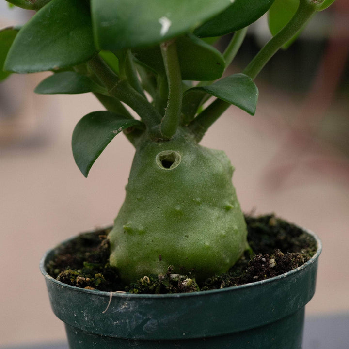 Gabriella Plants Other Hydnophytum papuanum "Ant Plant"