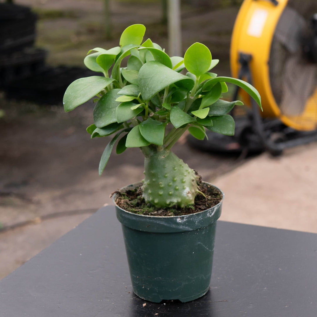 little old ant rubber tree plant Hydnophytum papuanum "Ant Plant"
